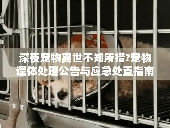 深夜宠物离世不知所措?宠物遗体处理公告与应急处置指南
