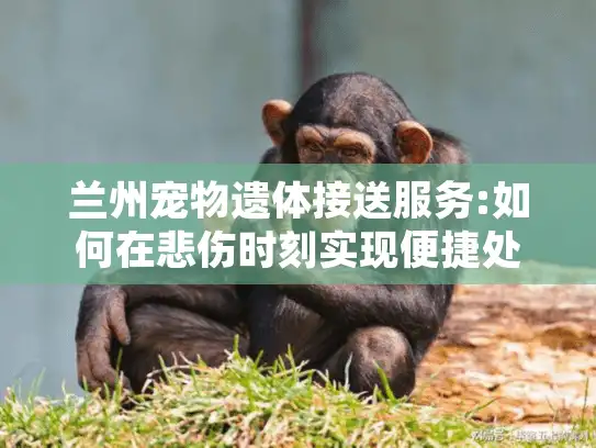 兰州宠物遗体接送服务:如何在悲伤时刻实现便捷处理?