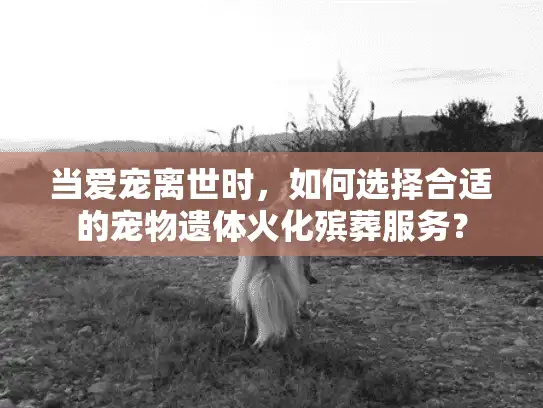 当爱宠离世时,如何选择合适的宠物遗体火化殡葬服务? 当爱宠离世时,如何选择合适的宠物遗体火化殡葬服务?