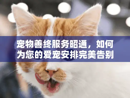 宠物善终服务昭通，如何为您的爱宠安排完美告别？