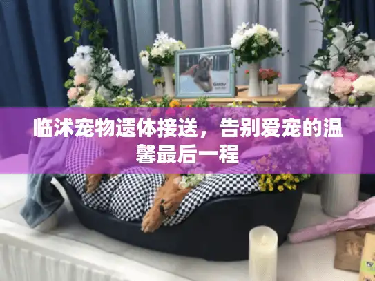 临沭宠物遗体接送，告别爱宠的温馨最后一程