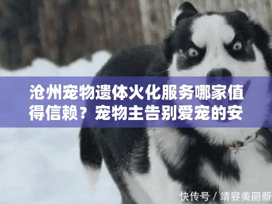 沧州宠物遗体火化服务哪家值得信赖？宠物主告别爱宠的安心之选