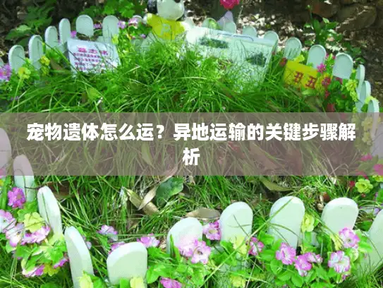 宠物遗体怎么运？异地运输的关键步骤解析