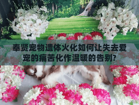 奉贤宠物遗体火化如何让失去爱宠的痛苦化作温暖的告别?