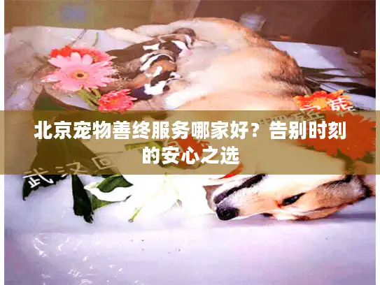 北京宠物善终服务哪家好?告别时刻的安心之选 北京宠物善终服务哪家好?告别时刻的安心之选