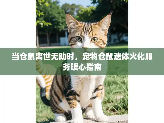 当仓鼠离世无助时，宠物仓鼠遗体火化服务暖心指南