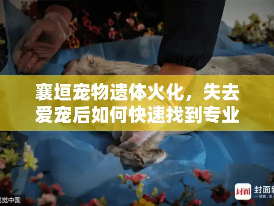 襄垣宠物遗体火化，失去爱宠后如何快速找到专业服务？