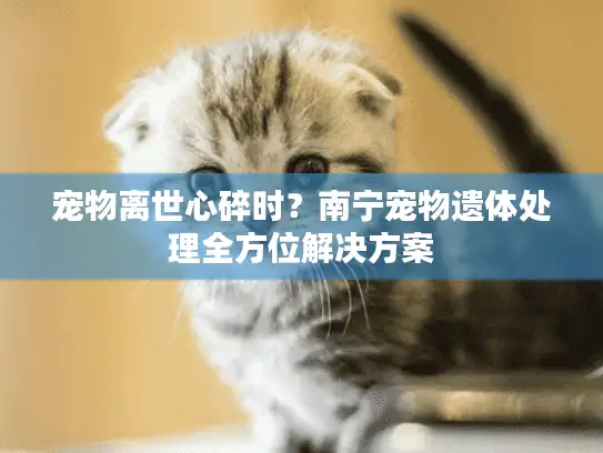 宠物离世心碎时？南宁宠物遗体处理全方位解决方案