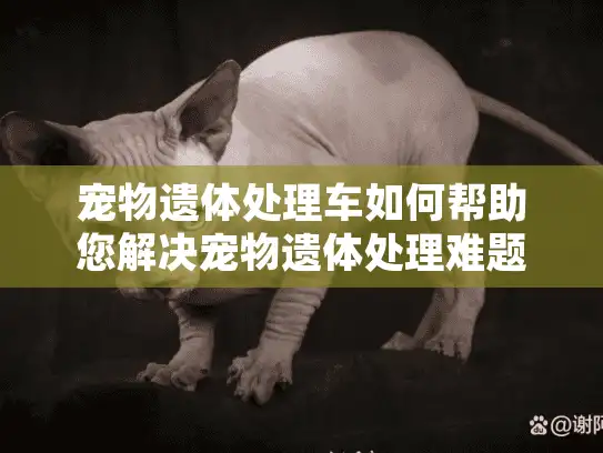 宠物遗体处理车如何帮助您解决宠物遗体处理难题？