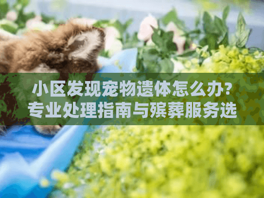小区发现宠物遗体怎么办?专业处理指南与殡葬服务选择 小区发现宠物遗体怎么办?专业处理指南与殡葬服务选择