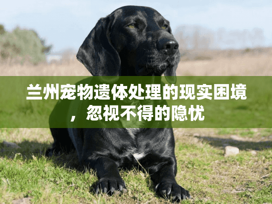 兰州宠物遗体处理的现实困境，忽视不得的隐忧