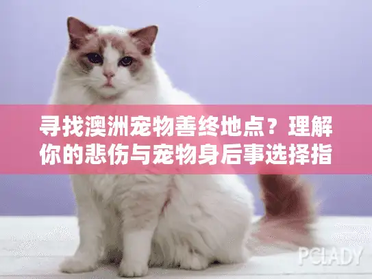 寻找澳洲宠物善终地点？理解你的悲伤与宠物身后事选择指南