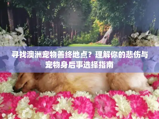 寻找澳洲宠物善终地点？理解你的悲伤与宠物身后事选择指南