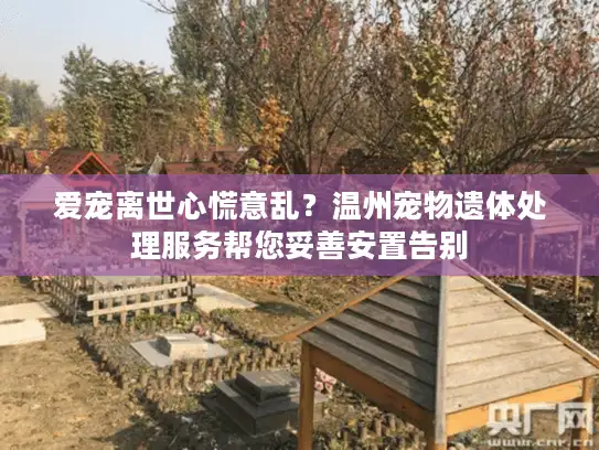 爱宠离世心慌意乱?温州宠物遗体处理服务帮您妥善安置告别 爱宠离世心慌意乱?温州宠物遗体处理服务帮您妥善安置告别