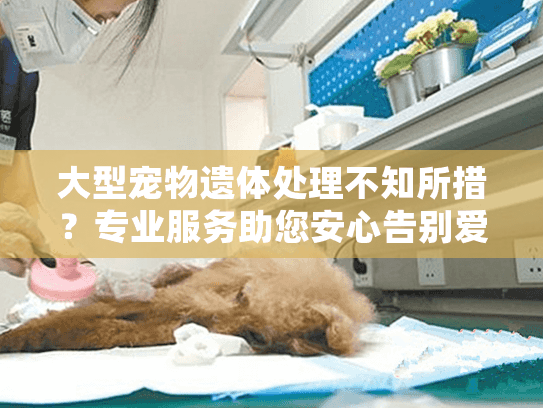 大型宠物遗体处理不知所措？专业服务助您安心告别爱宠