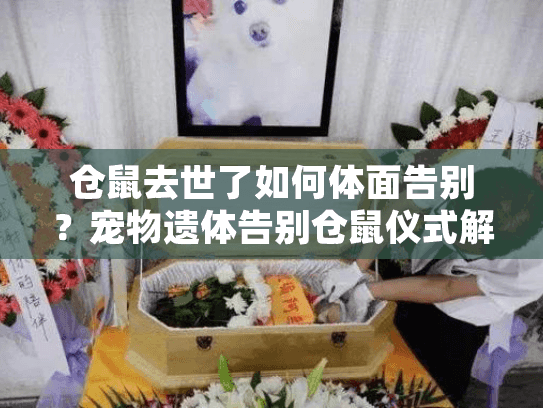 仓鼠去世了如何体面告别？宠物遗体告别仓鼠仪式解决方案