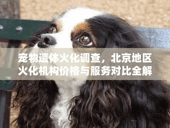 宠物遗体火化调查，北京地区火化机构价格与服务对比全解析