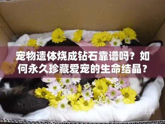 宠物遗体烧成钻石靠谱吗?如何永久珍藏爱宠的生命结晶? 宠物遗体烧成钻石靠谱吗?如何永久珍藏爱宠的生命结晶?