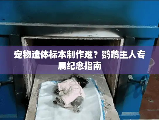 宠物遗体标本制作难？鹦鹉主人专属纪念指南