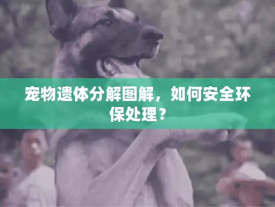 宠物遗体分解图解，如何安全环保处理？