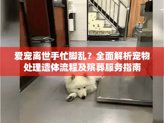 爱宠离世手忙脚乱？全面解析宠物处理遗体流程及殡葬服务指南