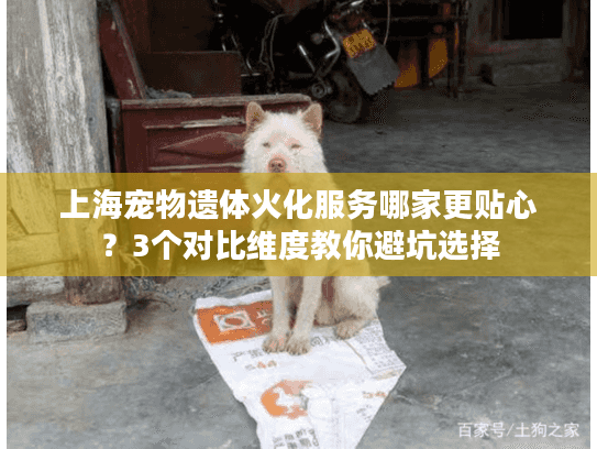 上海宠物遗体火化服务哪家更贴心？3个对比维度教你避坑选择