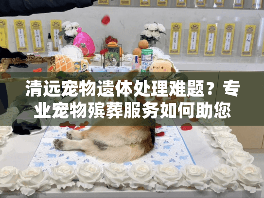 清远宠物遗体处理难题？专业宠物殡葬服务如何助您安心告别