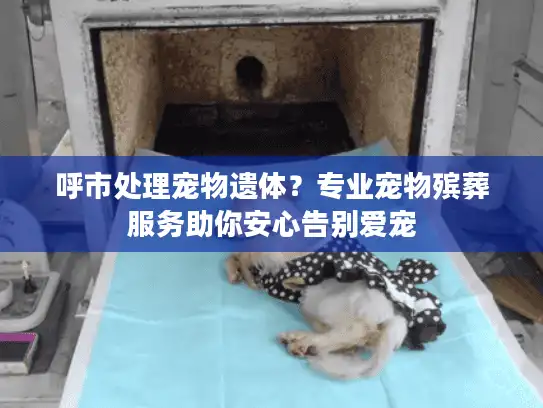 呼市处理宠物遗体？专业宠物殡葬服务助你安心告别爱宠