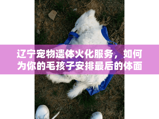 辽宁宠物遗体火化服务,如何为你的毛孩子安排最后的体面告别? 辽宁宠物遗体火化服务,如何为你的毛孩子安排最后的体面告别?