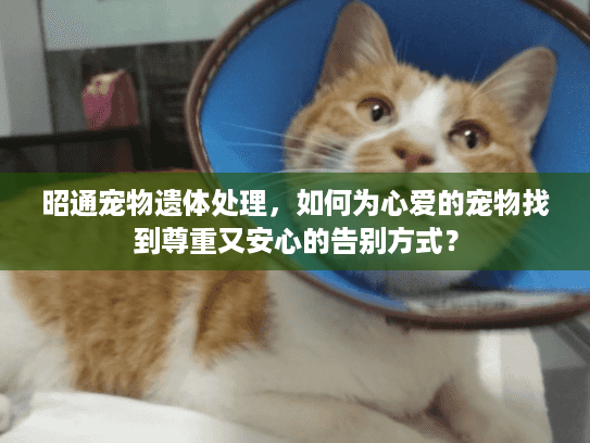昭通宠物遗体处理，如何为心爱的宠物找到尊重又安心的告别方式？