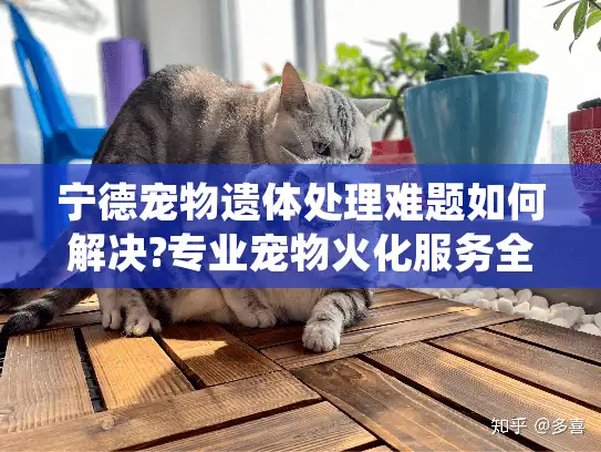 宁德宠物遗体处理难题如何解决?专业宠物火化服务全解析