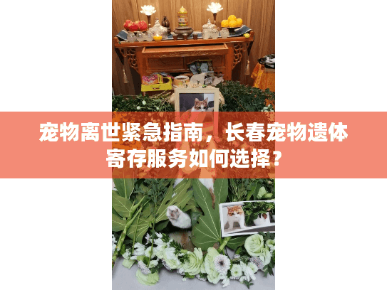 宠物离世紧急指南,长春宠物遗体寄存服务如何选择? 宠物离世紧急指南,长春宠物遗体寄存服务如何选择?