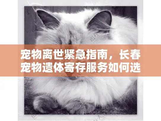 宠物离世紧急指南,长春宠物遗体寄存服务如何选择? 宠物离世紧急指南,长春宠物遗体寄存服务如何选择?