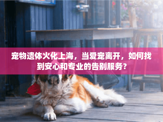 宠物遗体火化上海，当爱宠离开，如何找到安心和专业的告别服务？