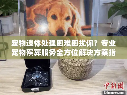 宠物遗体处理困难困扰你?专业宠物殡葬服务全方位解决方案指南 宠物遗体处理困难困扰你?专业宠物殡葬服务全方位解决方案指南