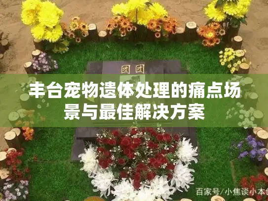 丰台宠物遗体处理的痛点场景与最佳解决方案