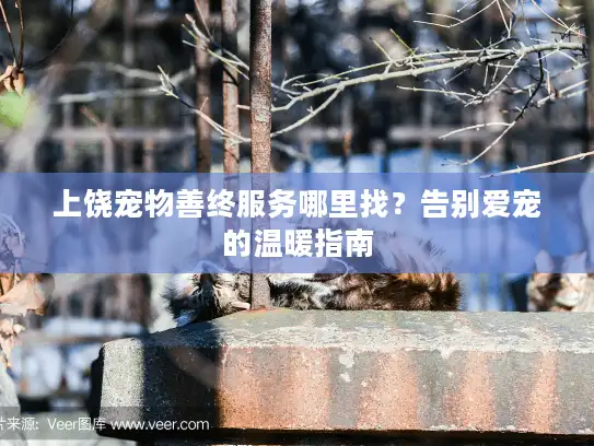 上饶宠物善终服务哪里找？告别爱宠的温暖指南