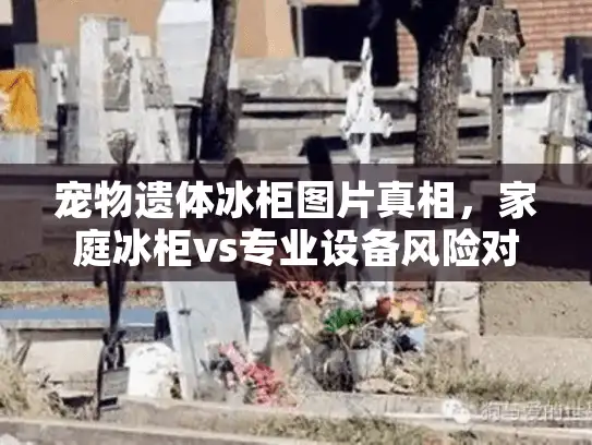 宠物遗体冰柜图片真相，家庭冰柜vs专业设备风险对比指南