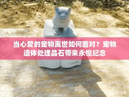 当心爱的宠物离世如何面对?宠物遗体处理晶石带来永恒纪念 当心爱的宠物离世如何面对?宠物遗体处理晶石带来永恒纪念