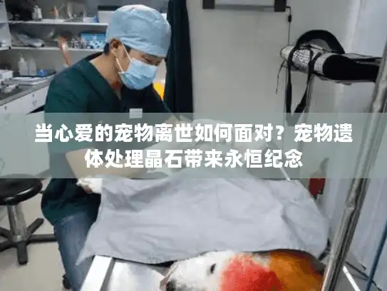 当心爱的宠物离世如何面对?宠物遗体处理晶石带来永恒纪念 当心爱的宠物离世如何面对?宠物遗体处理晶石带来永恒纪念