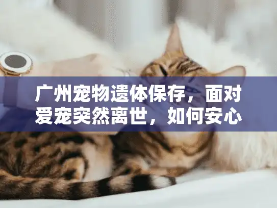 广州宠物遗体保存,面对爱宠突然离世,如何安心安排遗体保存? 广州宠物遗体保存,面对爱宠突然离世,如何安心安排遗体保存?