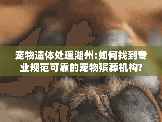 宠物遗体处理湖州:如何找到专业规范可靠的宠物殡葬机构?