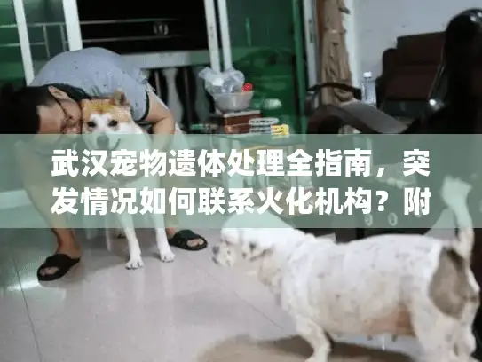 武汉宠物遗体处理全指南，突发情况如何联系火化机构？附预约电话)
