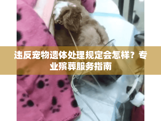 违反宠物遗体处理规定会怎样？专业殡葬服务指南