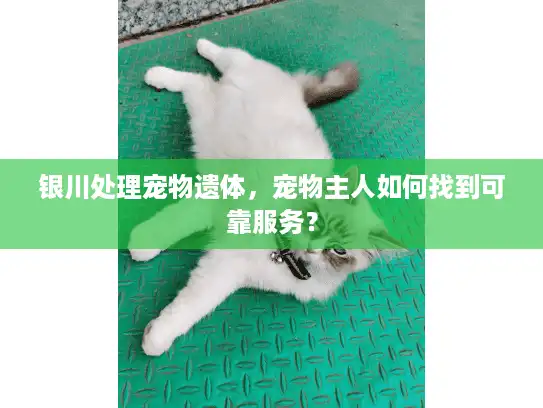 银川处理宠物遗体，宠物主人如何找到可靠服务？