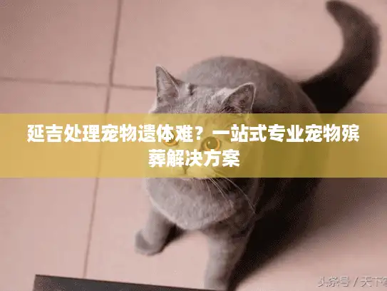 延吉处理宠物遗体难？一站式专业宠物殡葬解决方案