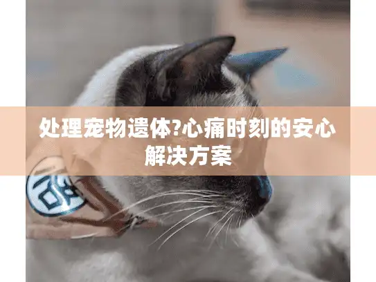 处理宠物遗体?心痛时刻的安心解决方案 处理宠物遗体?心痛时刻的安心解决方案