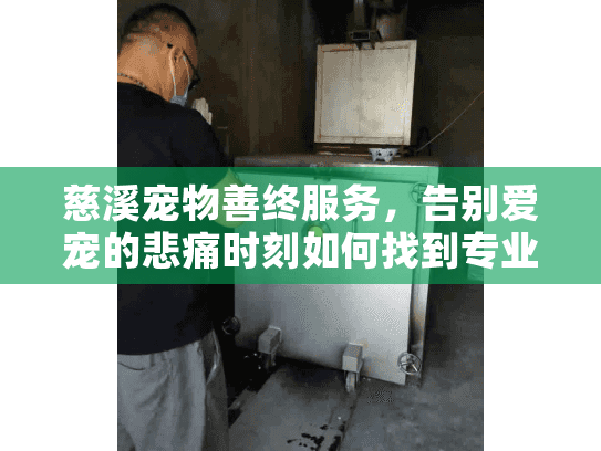 慈溪宠物善终服务，告别爱宠的悲痛时刻如何找到专业支持？