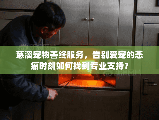 慈溪宠物善终服务，告别爱宠的悲痛时刻如何找到专业支持？