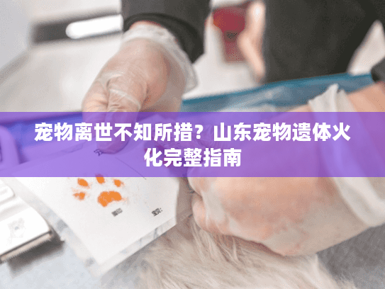 宠物离世不知所措?山东宠物遗体火化完整指南 宠物离世不知所措?山东宠物遗体火化完整指南
